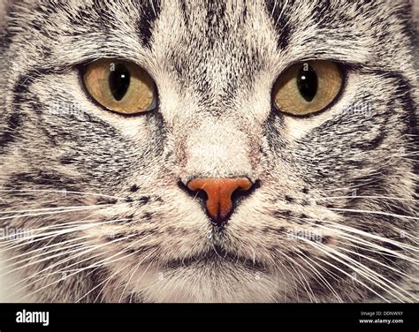 Tabby face cat hi-res stock photography and images - Alamy