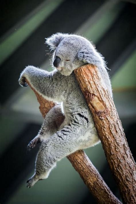 138 best ANIMALS HANGING AROUND images on Pinterest | Wild animals ...