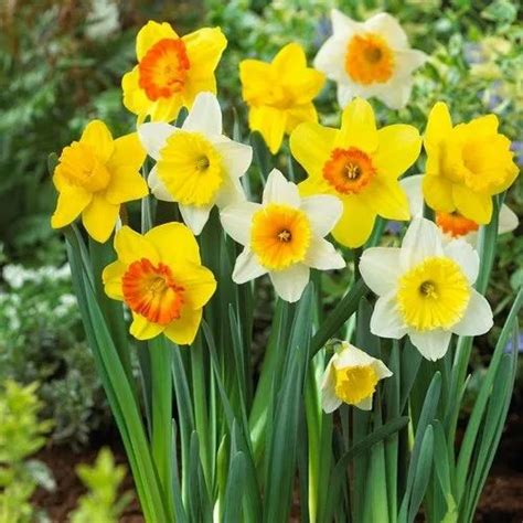 Daffodil/Nargis Or Narcissus Flower Bulbs at ₹ 1000/number | Flower ...