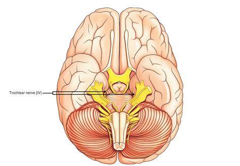 Trochlear Nerve – Earth's Lab