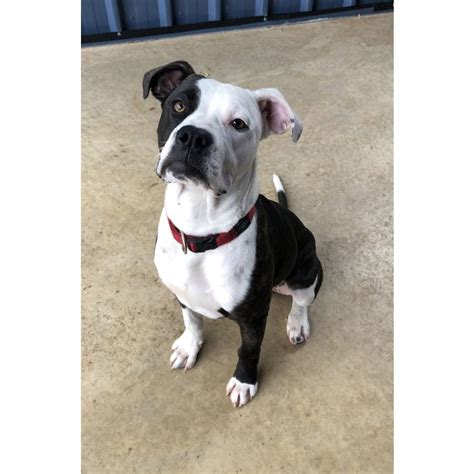 Bosley - Large Male American Bulldog x Staffordshire Bull Terrier Mix ...