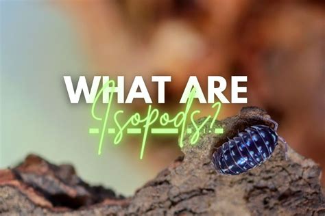 What Are Isopods? Crustacean Critters Explained!