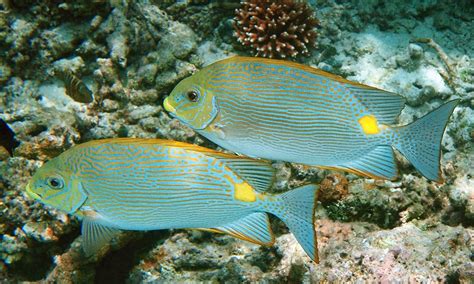 Sciency Thoughts: A new species of Rabbitfish from southern India, Sri ...