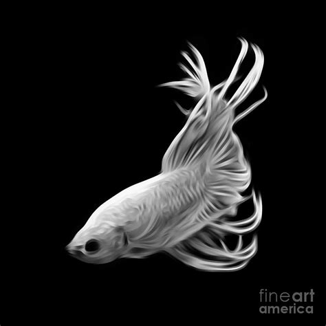 White Betta fish, fighting fish isolated on black background. Digital Art by Saranyaphach Jitpilai