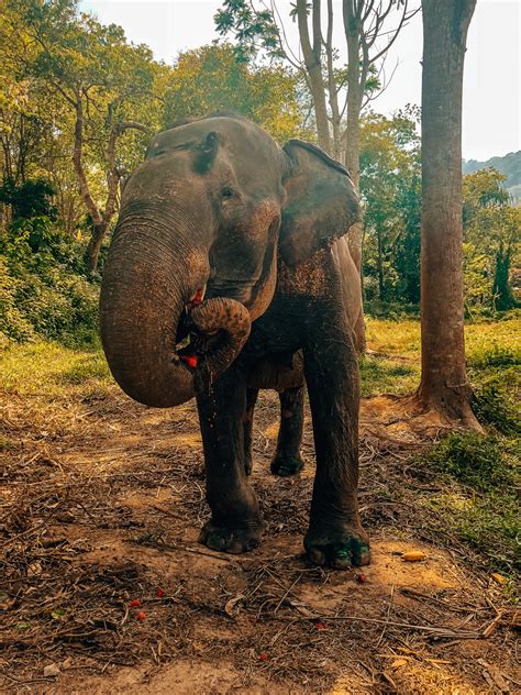 Visit This Truly Ethical Elephant Sanctuary in Phuket, Thailand ...