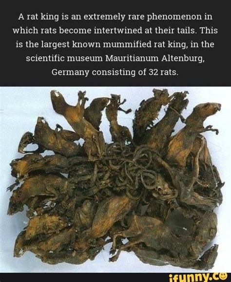 A rat king is an extremely rare phenomenon in which rats become ...