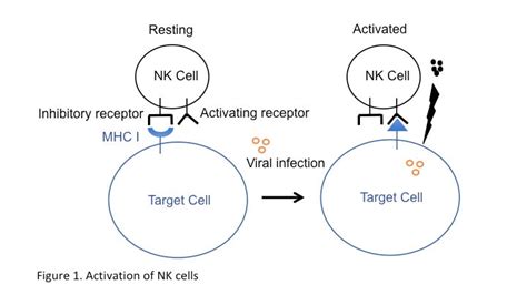 Buy Human Normal Peripheral Blood CD56+ NK Cells, Selected or Untouched ...