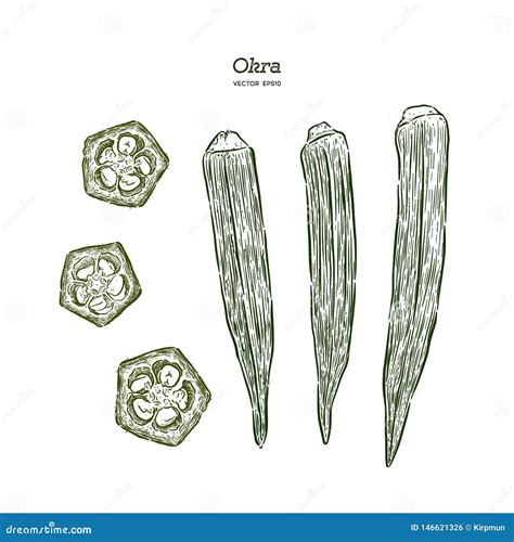 Okra, Hand Draw Sketch Vector Stock Vector - Illustration of healthy, ladyfinger: 146621326