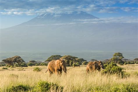 Savanna Biome Facts - Science Struck