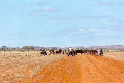 Image of Droving cattle in the outback using motorbikes - Austockphoto