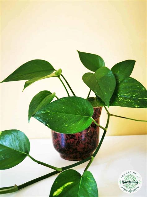 Common House Plants Attractive House Plants 2015: Large House Plants - Plant Ideas : Plant Ideas