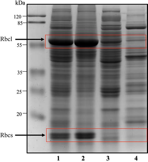 1D-PAGE analysis of the total crude protein extract from Arabidopsis ...