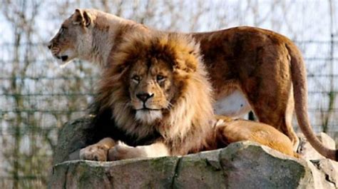 Discover some animal magic at Blackpool Zoo | VisitEngland