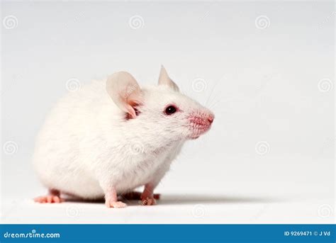 White mouse stock image. Image of house, albino, tail - 9269471