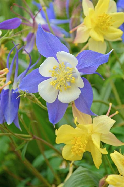 20 Best Shade Perennials - Shade-Loving Perennial Flowers and Plants