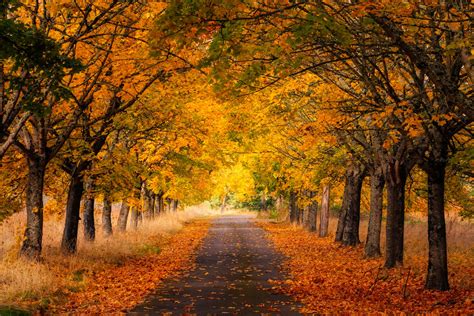 Golden Autumn Road | Oregon , Pacific Northwest USA | Photos by Jess Lee