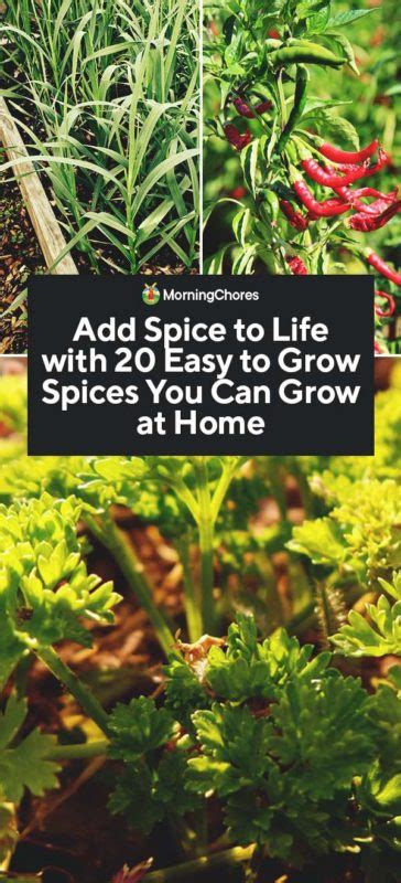 20 Easy-to-Grow Spices You Can Grow at Home