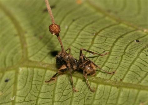 How a Zombie Fungus Takes Over Ants’ Jaws to Deliver a Death Bite | Discover Magazine