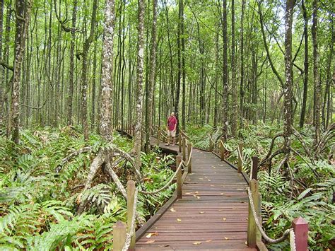 MATANG MANGROVE FOREST RESERVE (Kuala Sepetang) - All You Need to Know BEFORE You Go