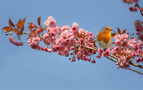 Cherry Blossoms European Robin - Free photo on Pixabay