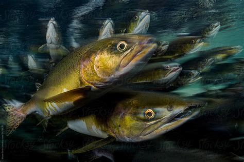 "Salmon Spawning" by Stocksy Contributor "Shane Gross" - Stocksy