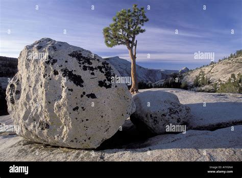 Jeffrey pine and rock (Pinus jeffreyi), USA, Yosemite NP, Olmsted point ...