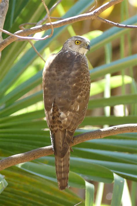 Brown Goshawk (Accipiter fasciatus)