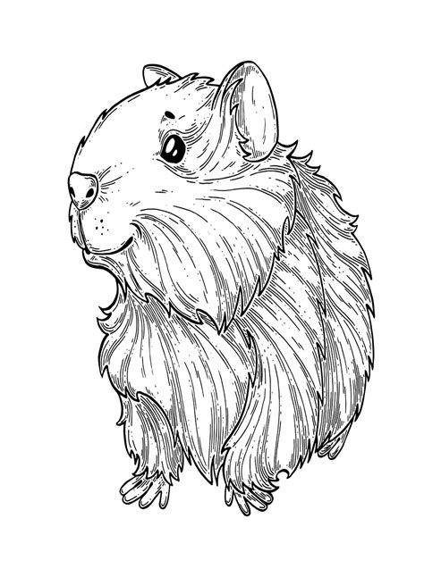 Realistic Guinea Pig Coloring Page - Free Printable Coloring Pages