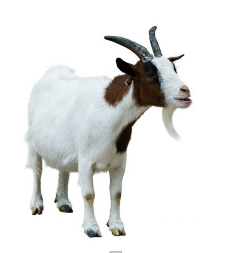 Farm goat. Isolated on white Poster ID:F71382959 | Goat farming, Goats, Animal posters