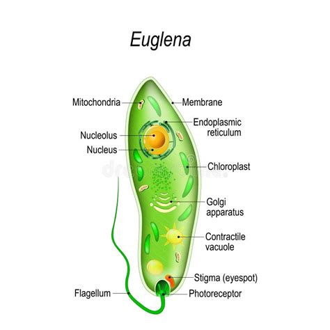 Well Labeled Diagram Of Euglena