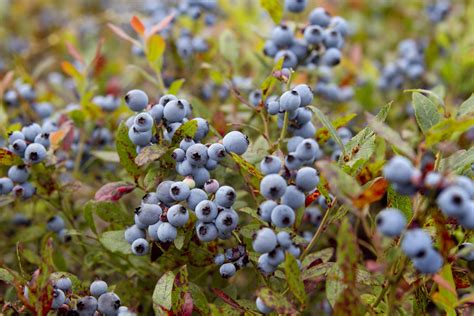 Maine's blueberry crop faces climate change peril | AP News