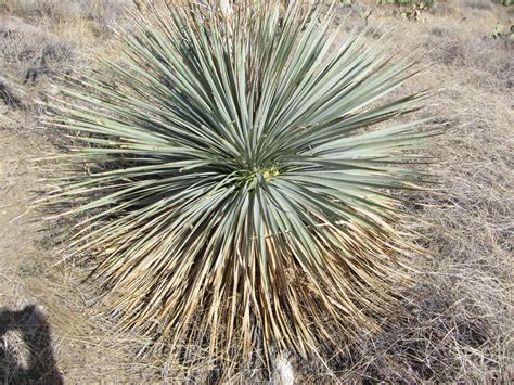 Desert spoon : The Arizona Native Plant Society