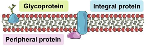 Membrane Proteins