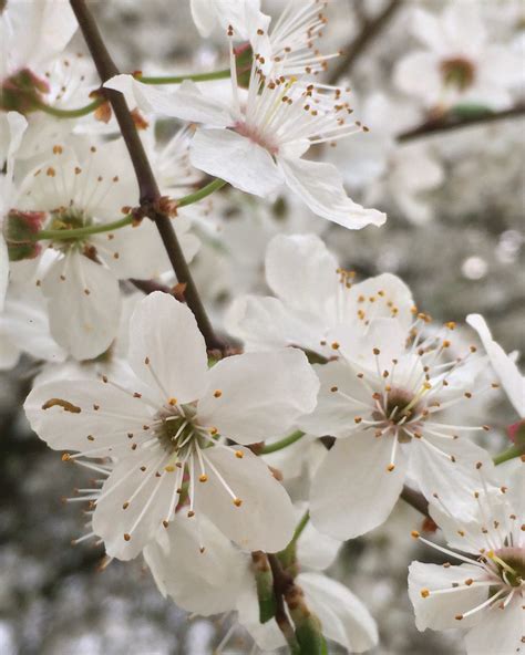 White Cherry Blossoms by Frau-Wulf on DeviantArt