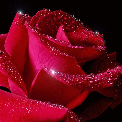 Rose Flower Gif Image | Best Flower Site