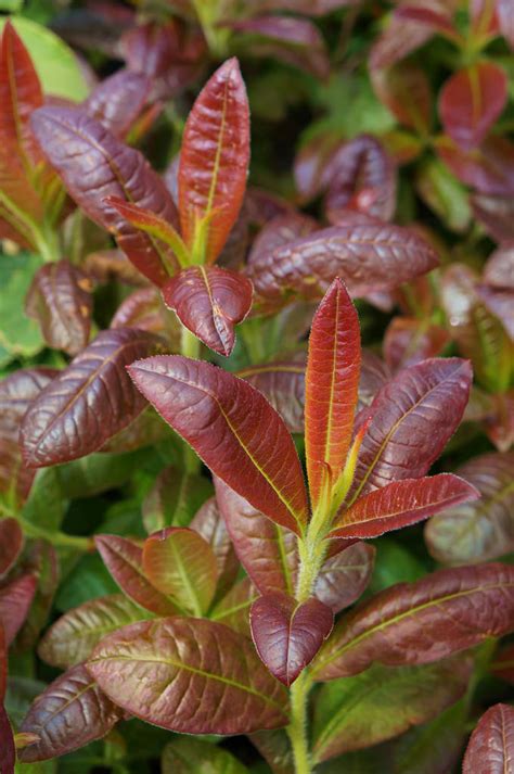 Photo #54254 | Cannon's Double Exbury Azalea | plant lust