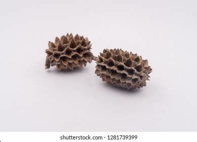 Fruits Seeds Casuarina Equisetifolia On White Stock Photo 1281739399 | Shutterstock