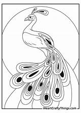 Peacock Feather Coloring Page sketch template