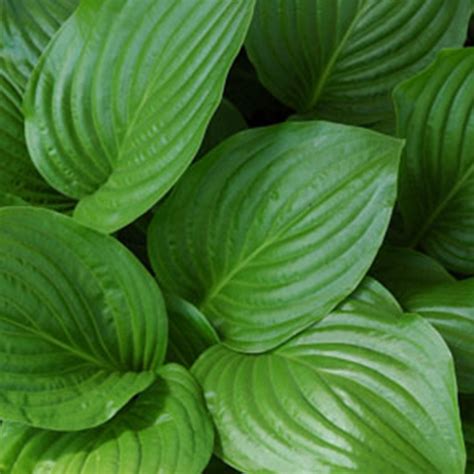 Hosta - Green & Variegated - Dallas Stone Yard and Landscape Supply ...