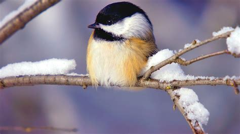 Winter Bird Wallpapers - Top Free Winter Bird Backgrounds - WallpaperAccess