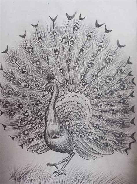 Peacock pencil drawing | Pencil drawings, Drawings, Art