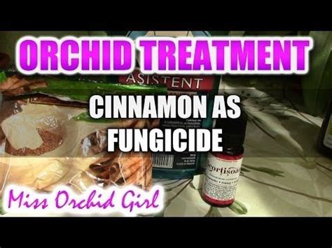 Using cinnamon with Orchids - Recipe for a non toxic fungicide ...