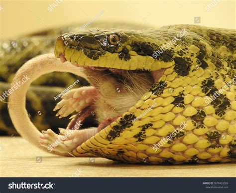 147 Anaconda Eating Images, Stock Photos, 3D objects, & Vectors ...