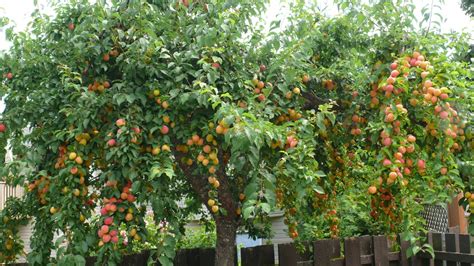 Fruit Tree Harvest & Anthocyanins: Beautiful Plums as Colourful as ...