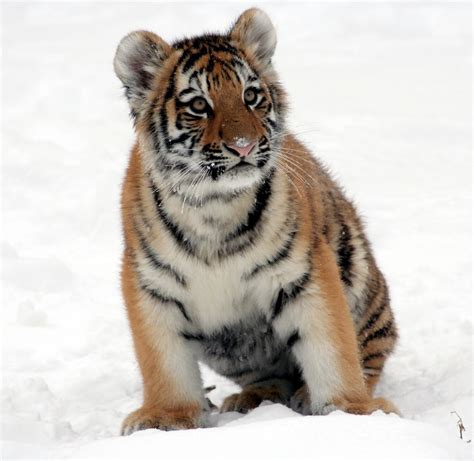 Tiger Cub In The Snow Free Stock Photo - Public Domain Pictures