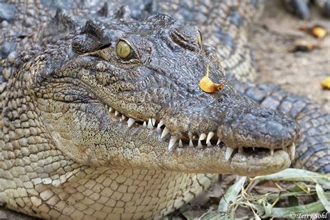 Saltwater Crocodile Photos - Photographs - Pictures