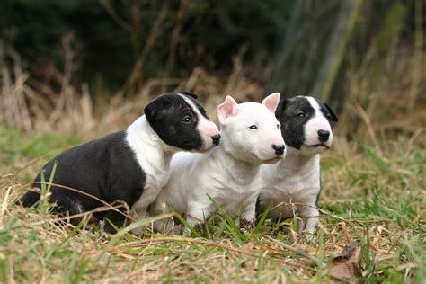 Three lovely Bull Terrier (Miniature) dogs photo and wallpaper. Beautiful Three lovely Bull ...