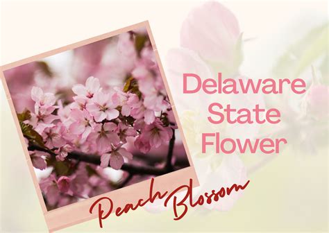 Delaware State Flower - Peach Blossom | Wanner's Flowers