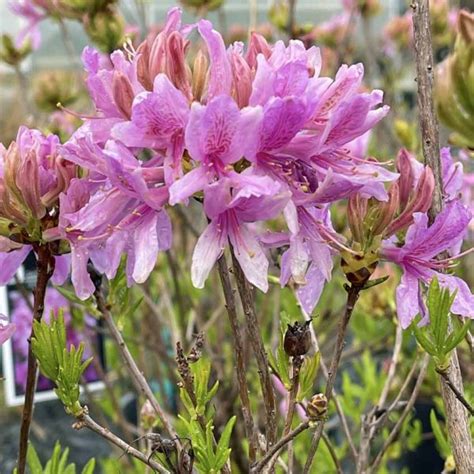 Azalea, Exbury Hybrid 'Orange' | Urban Tree Farm Nursery