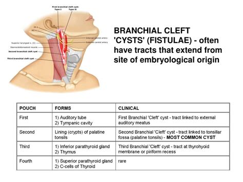 PPT - REVIEW OF HEAD AND NECK PowerPoint Presentation, free download - ID:6373493